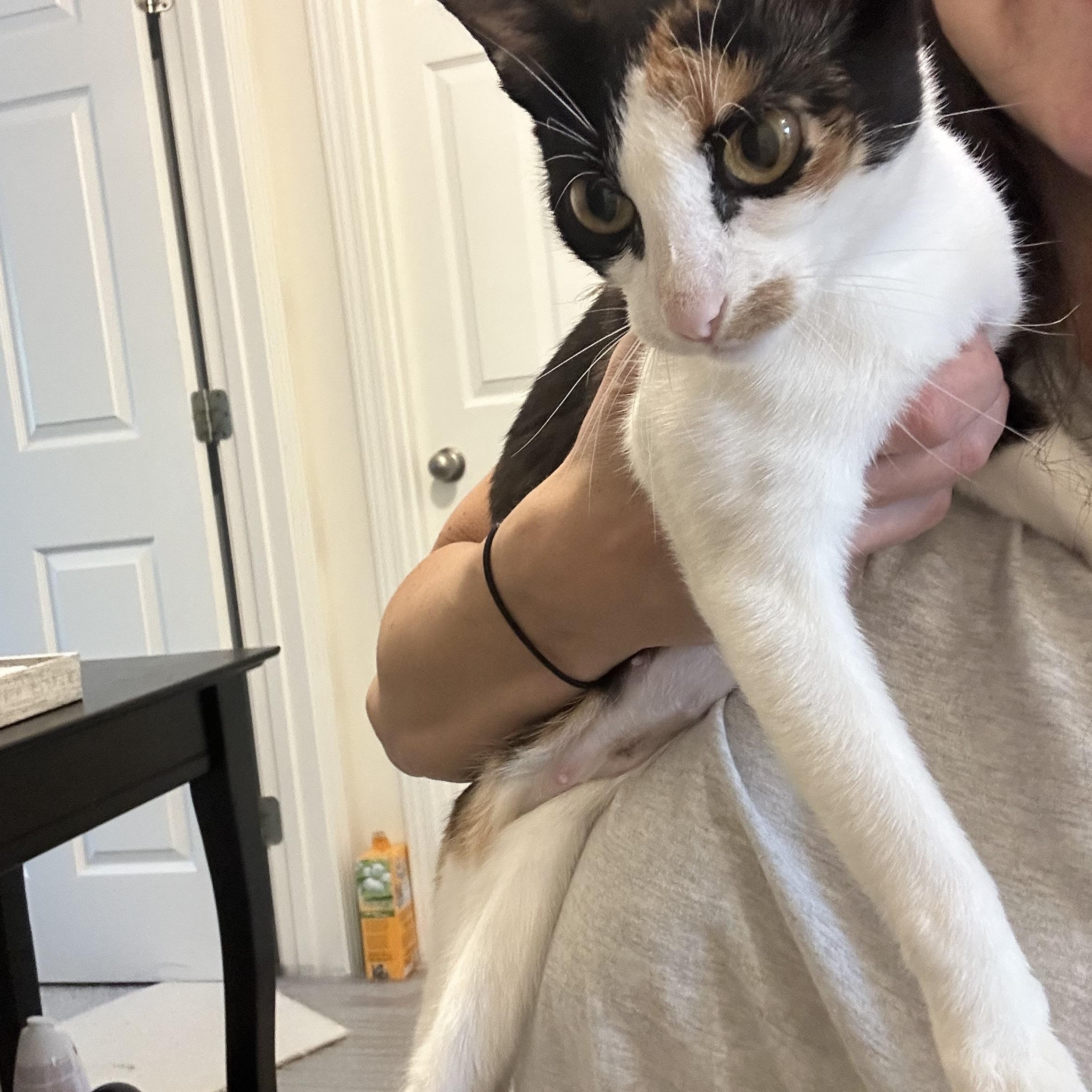 Enlarge Rose, a Adoptable Domestic Short Hair in Nashville, TN image 5/5