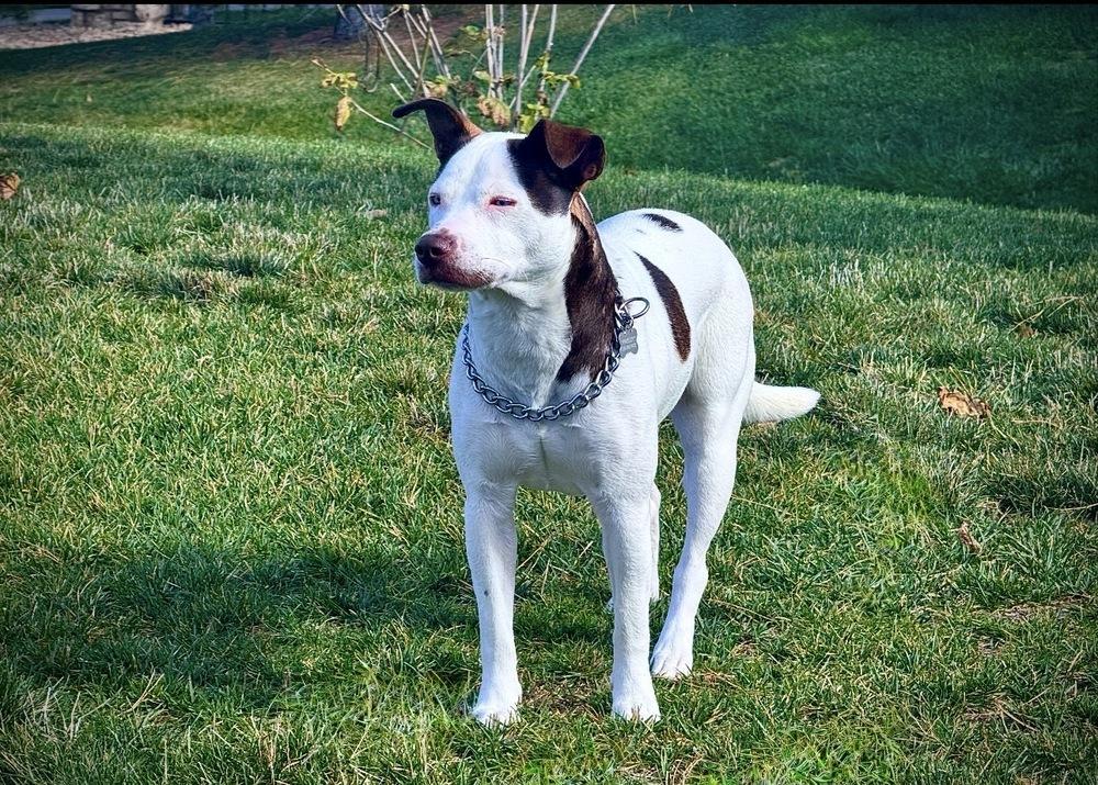Enlarge Paisley, a Adoptable mixed breed in Denver, CO image 1/6
