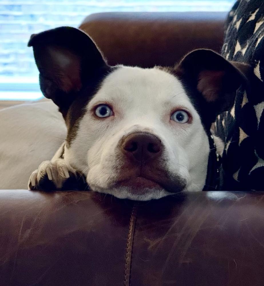 Enlarge Paisley, a Adoptable mixed breed in Denver, CO image 2/6