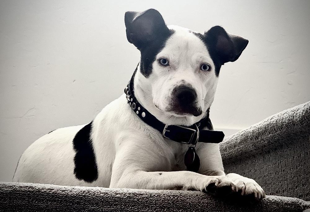 Enlarge Paisley, a Adoptable mixed breed in Denver, CO image 5/6