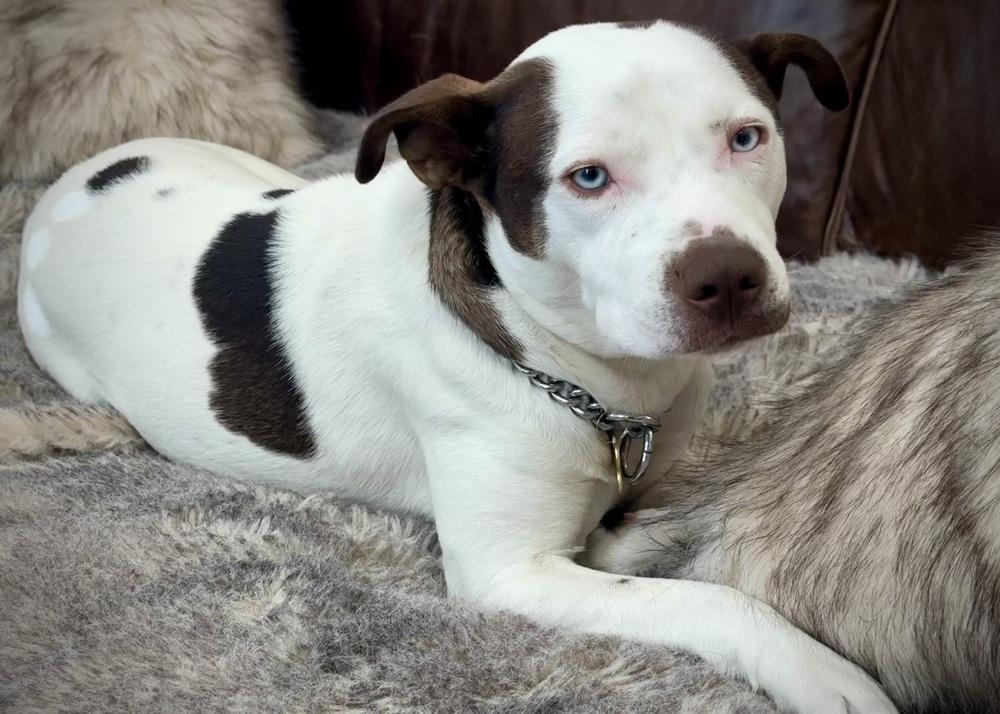 Enlarge Paisley, a Adoptable mixed breed in Denver, CO image 6/6