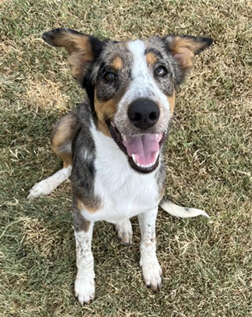 KENNY, Adoptable, Young Male Australian Kelpie.