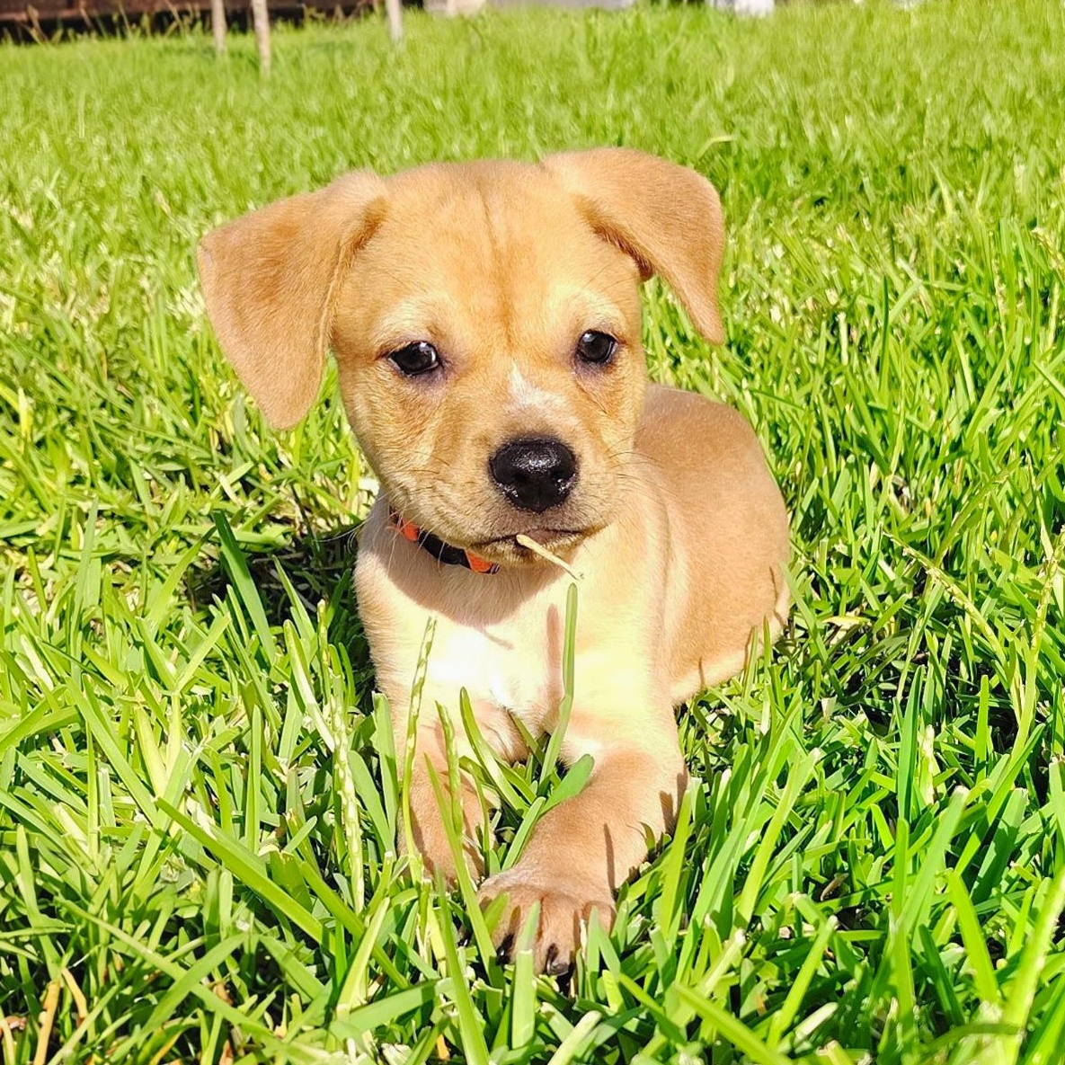 Enlarge Boyd, a Adoptable mixed breed in Center Valley, PA image 2/6