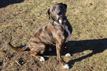 Jack, Adoptable, Senior Male Pit Bull Terrier & Mixed Breed.