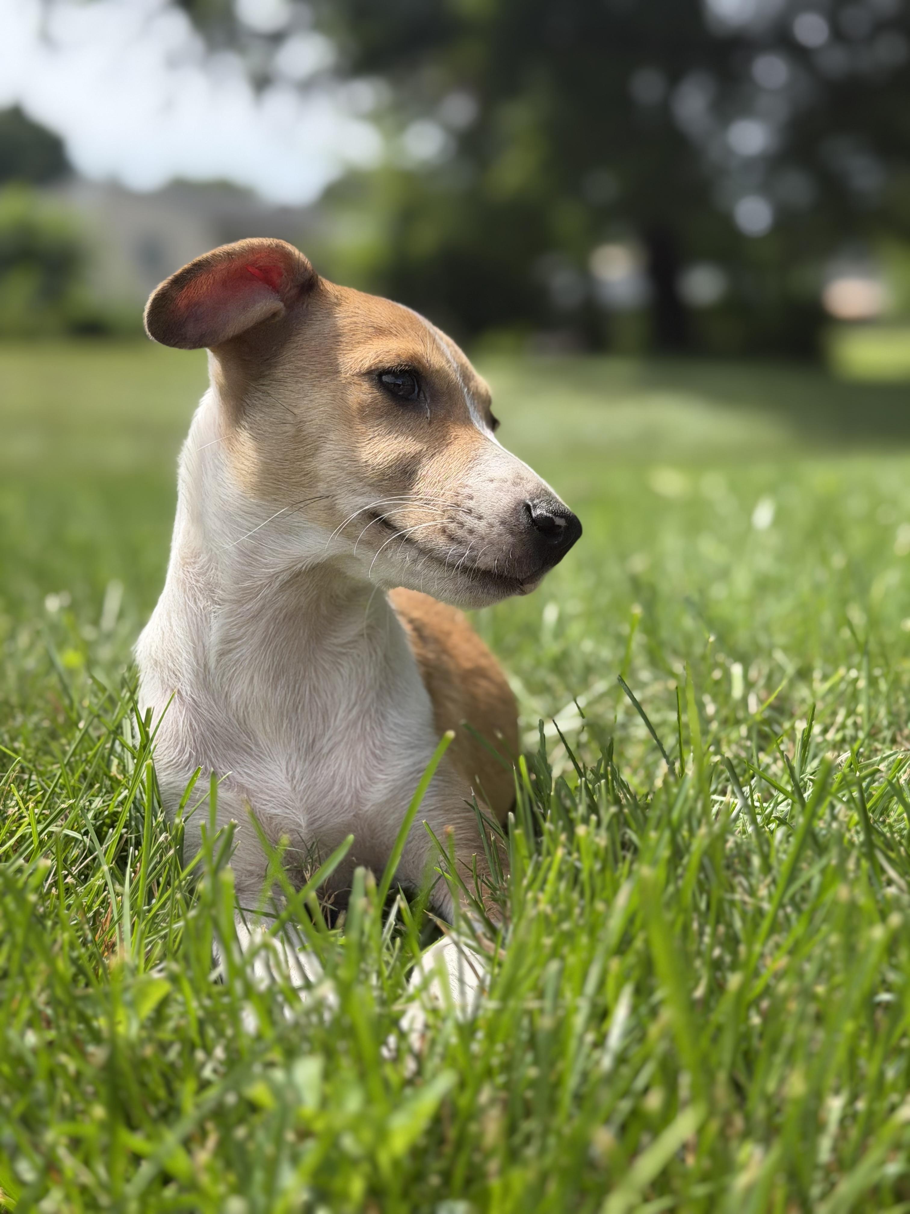 Enlarge Kekoa, a Adoptable mixed breed in Suffield, CT image 3/4