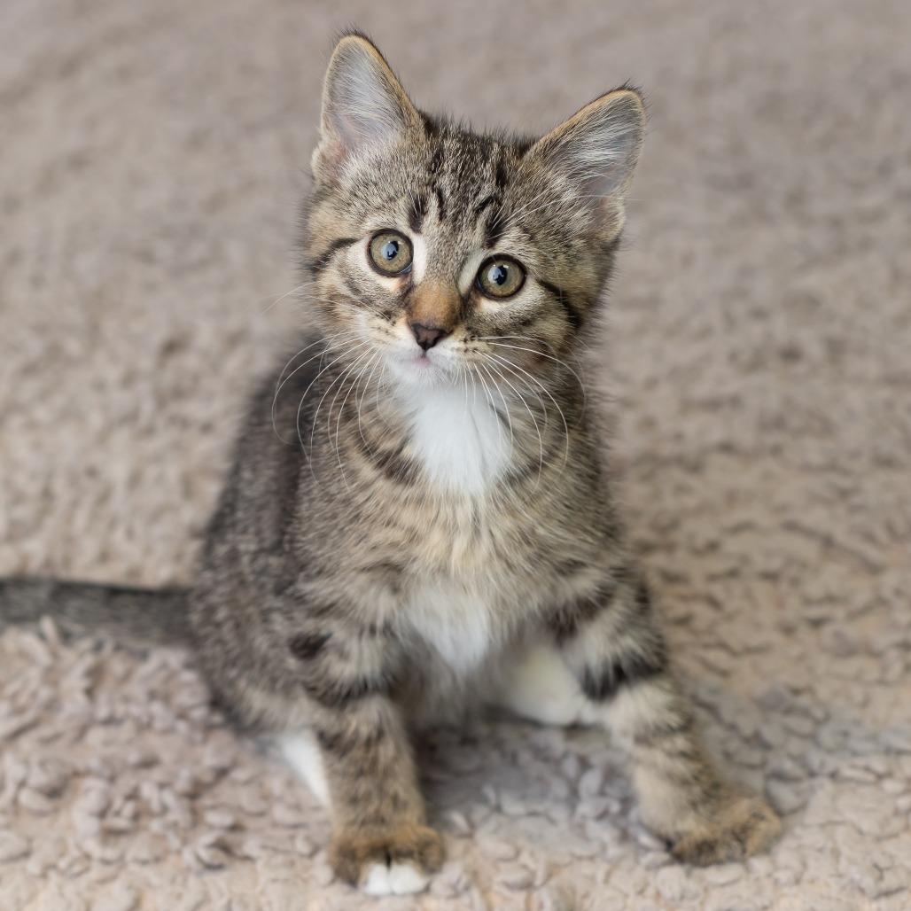 Mishka Koshka, a Adoptable Domestic Short Hair in St. Paul, MN image 1/6
