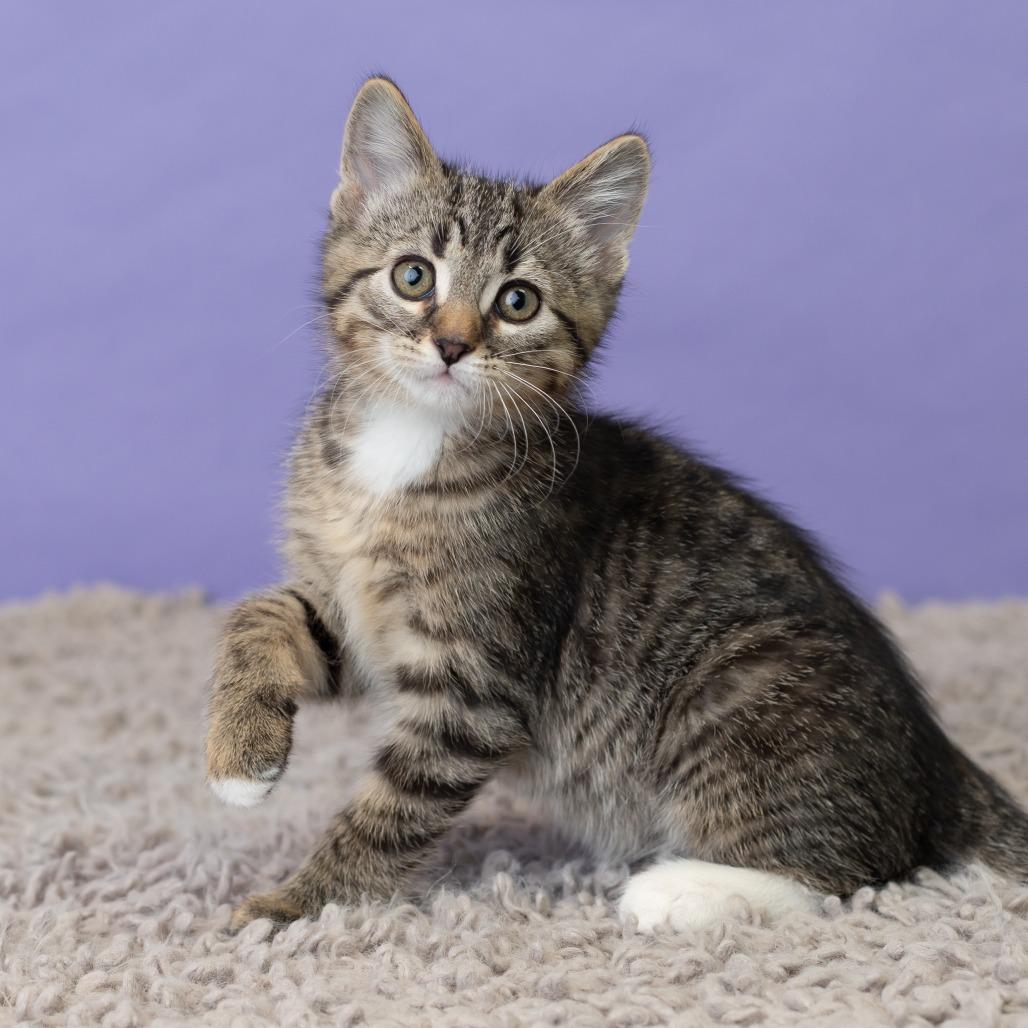 Mishka Koshka, a Adoptable Domestic Short Hair in St. Paul, MN image 2/6