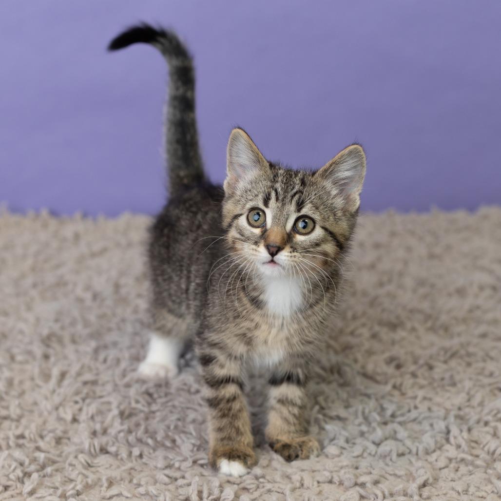 Mishka Koshka, a Adoptable Domestic Short Hair in St. Paul, MN image 3/6