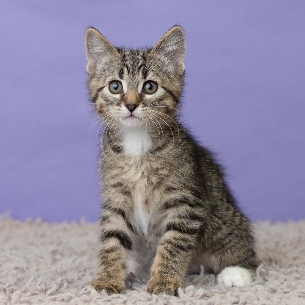 Mishka Koshka, a Adoptable Domestic Short Hair in St. Paul, MN image 4/6