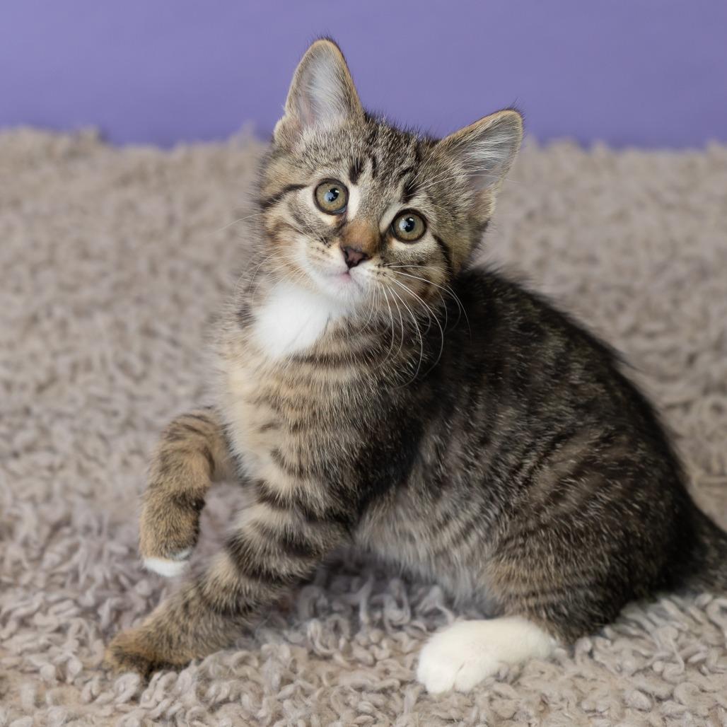 Mishka Koshka, a Adoptable Domestic Short Hair in St. Paul, MN image 5/6