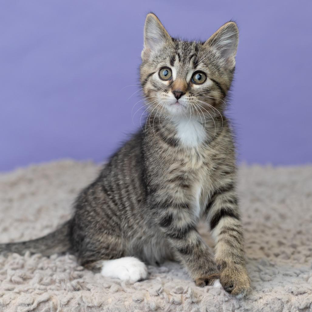 Mishka Koshka, a Adoptable Domestic Short Hair in St. Paul, MN image 6/6
