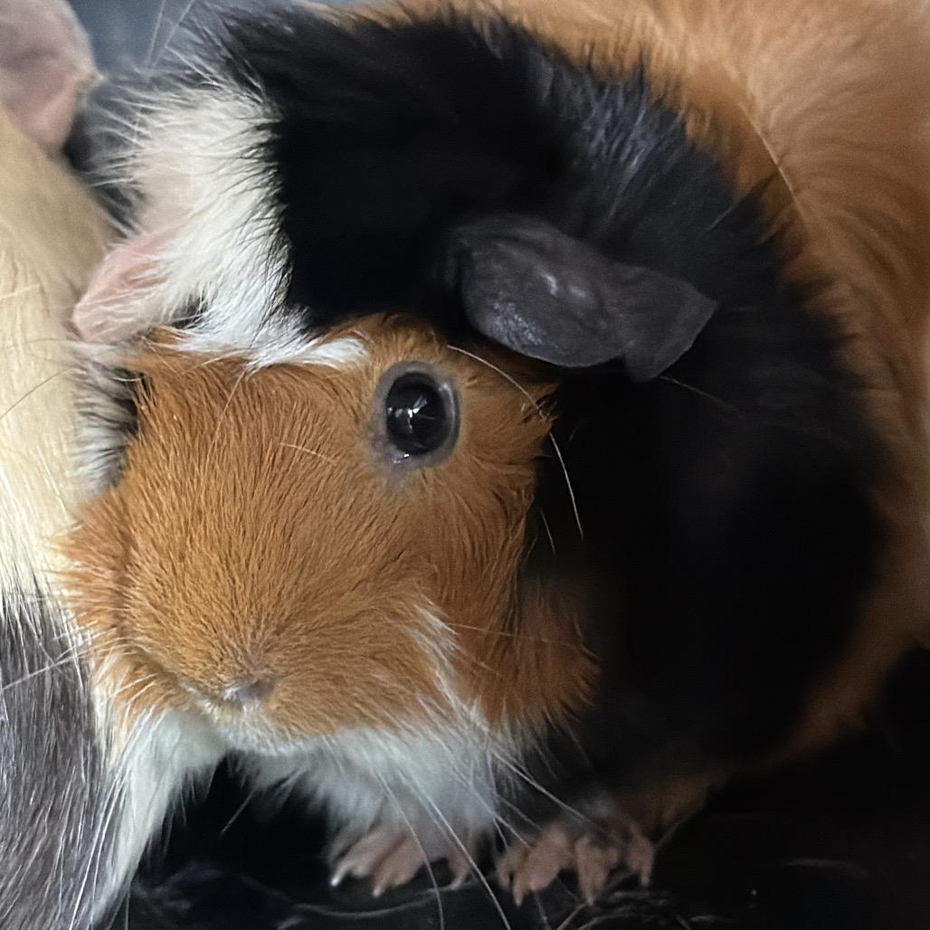 April, Adoptable, Adult Female Peruvian.