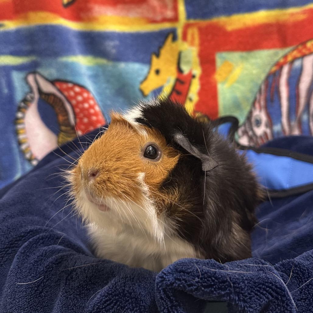 April, a Adoptable Peruvian in Clearwater, FL image 2/2