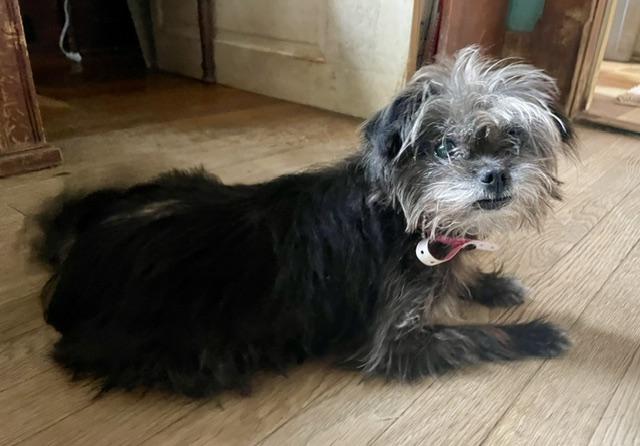 Enlarge Mindy, a Adoptable mixed breed in Memphis, TN image 3/3