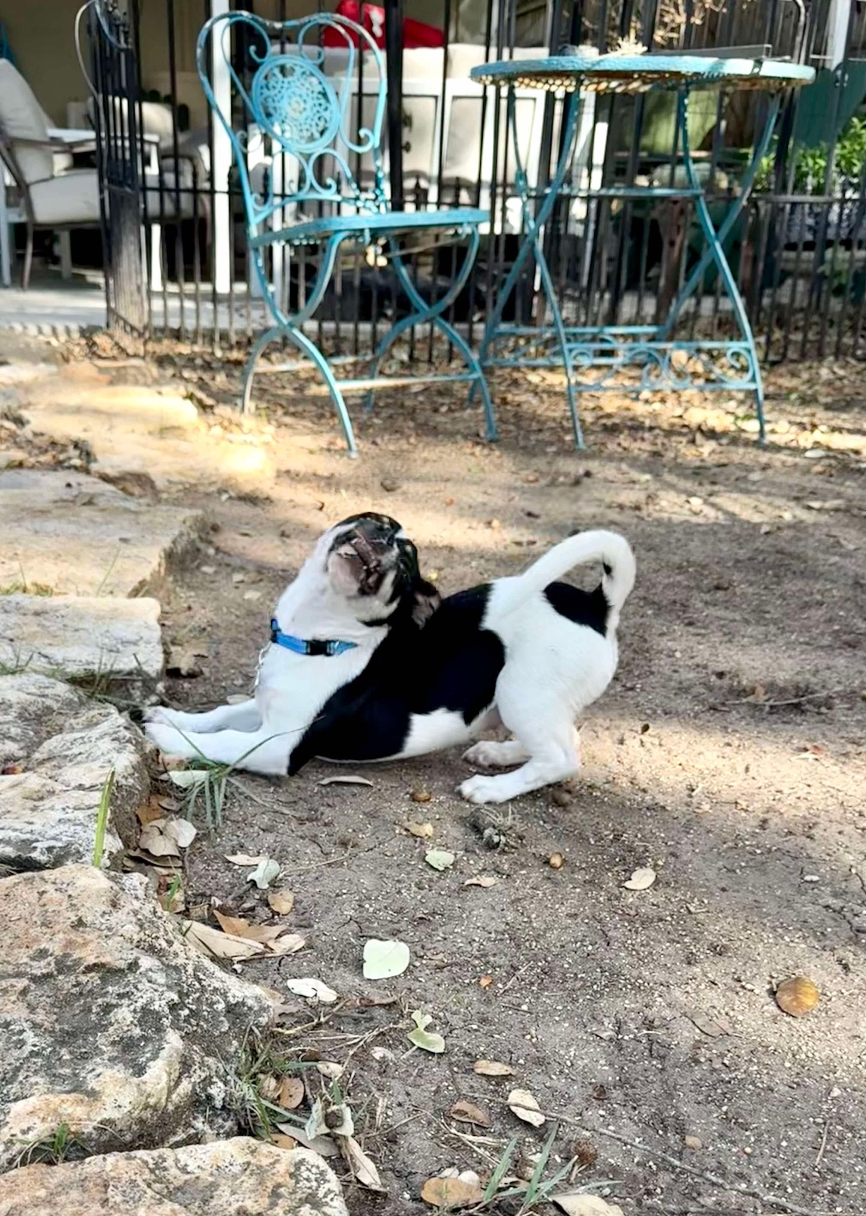 Scooter is a happy low-rider, a Adoptable mixed breed in Lockhart, TX image 3/6