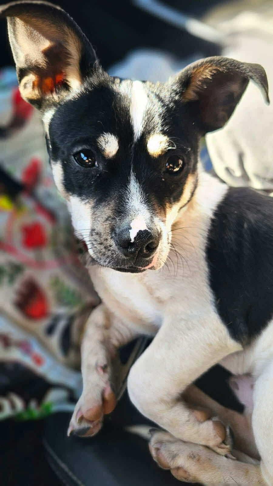 Scooter is a happy low-rider, a Adoptable mixed breed in Lockhart, TX image 2/6