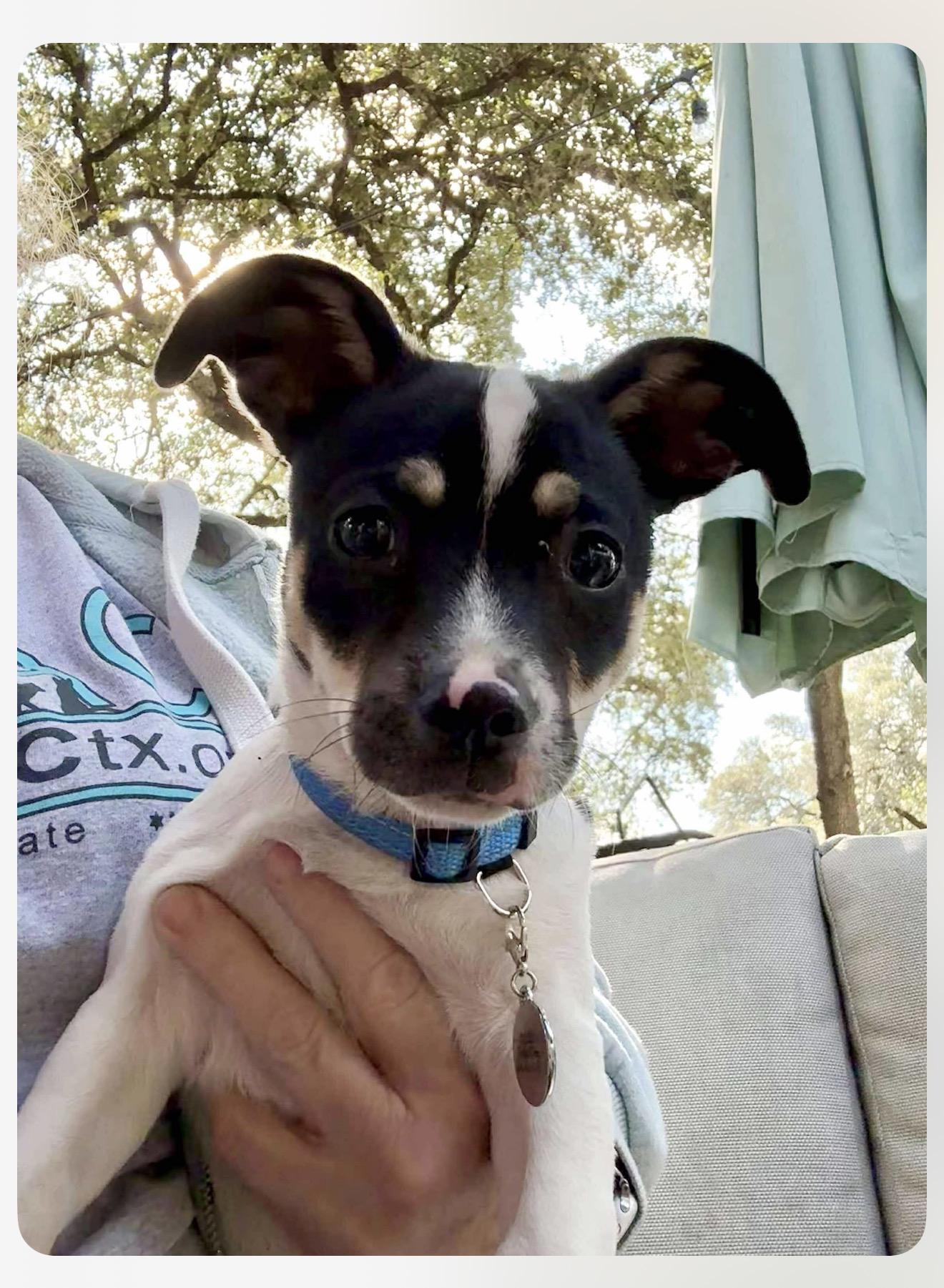 Scooter is a happy low-rider, a Adoptable mixed breed in Lockhart, TX image 4/6