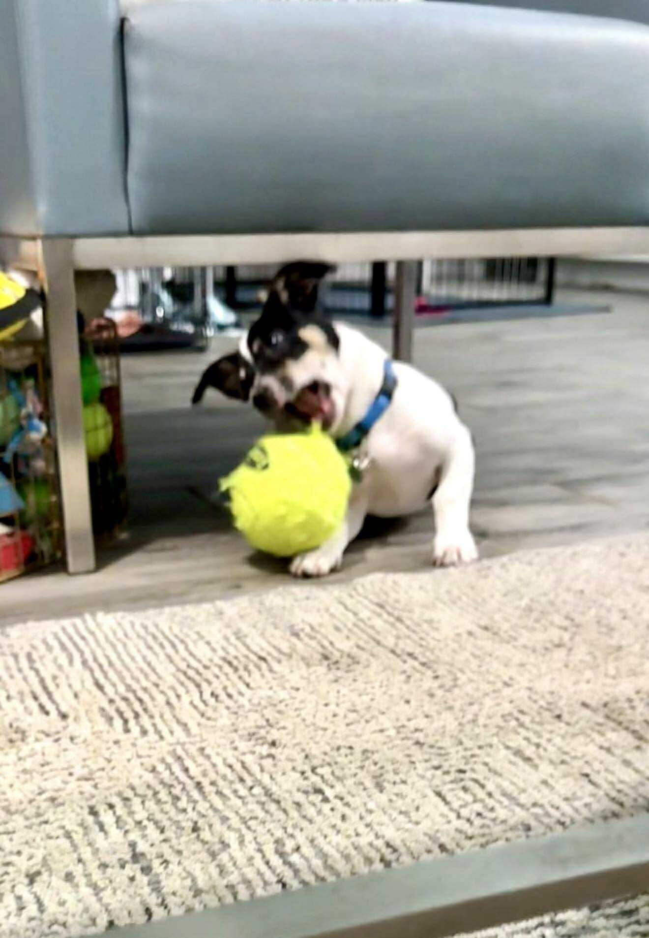 Scooter is a happy low-rider, Adoptable, Young Male Rat Terrier & Chihuahua.