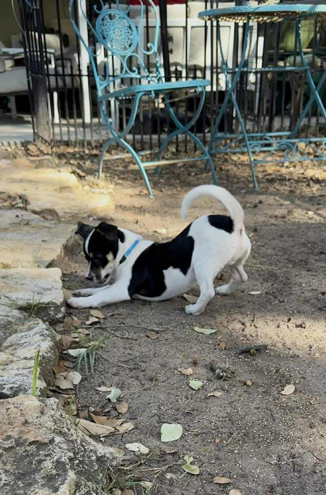 Scooter is a happy low-rider, a Adoptable mixed breed in Lockhart, TX image 5/6