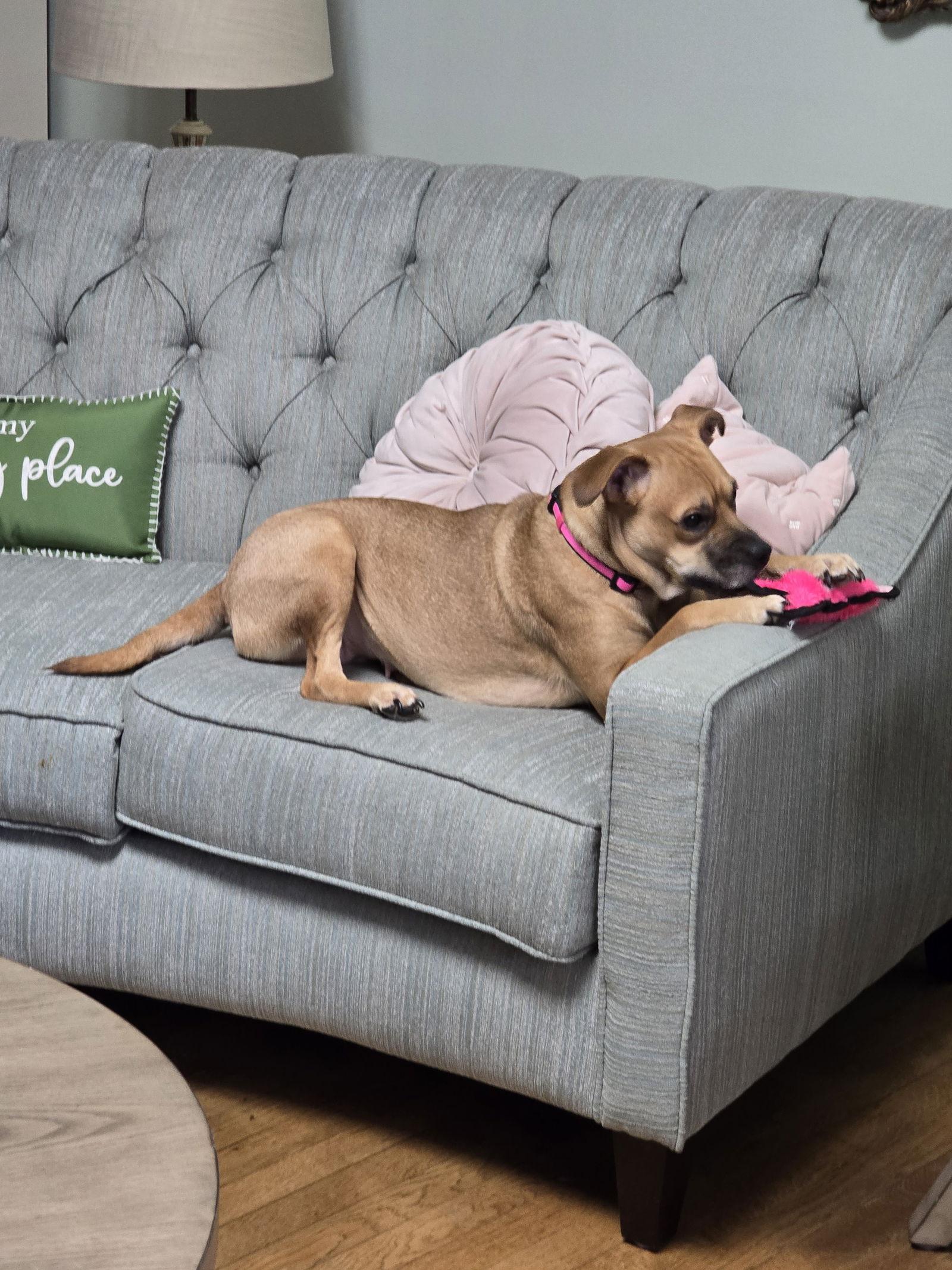 Sheba, a Adoptable Mixed Breed in Wilmington, DE image 1/3