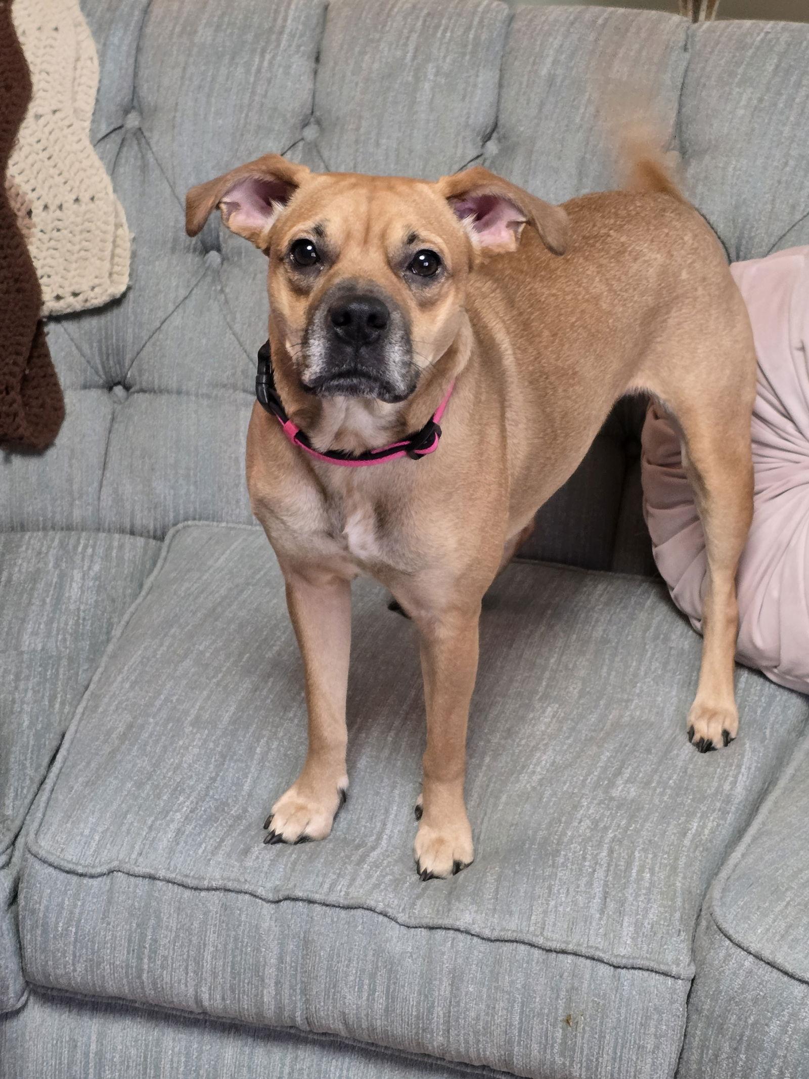 Sheba, a Adoptable Mixed Breed in Wilmington, DE image 2/3