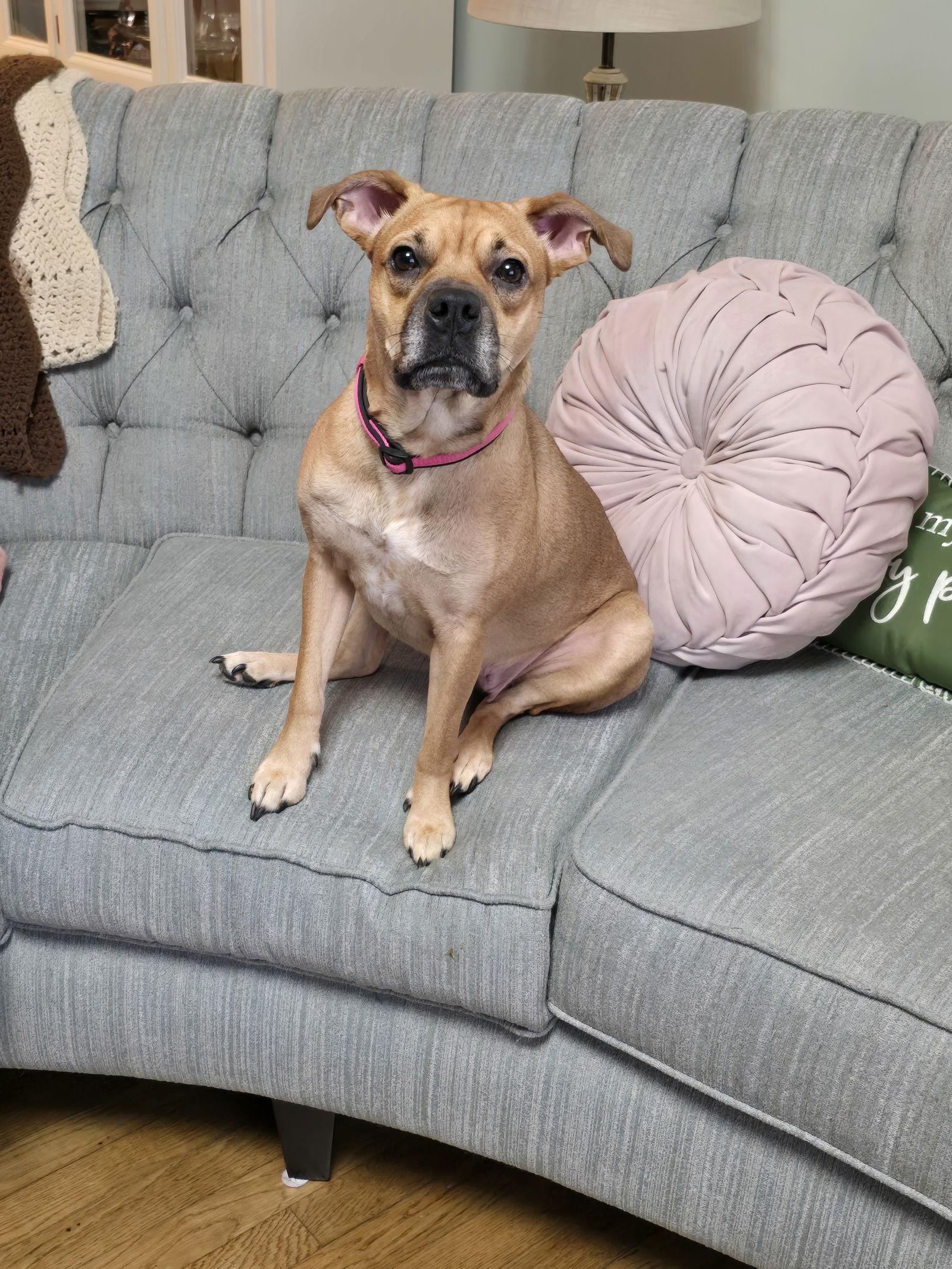 Sheba, a Adoptable Mixed Breed in Wilmington, DE image 3/3