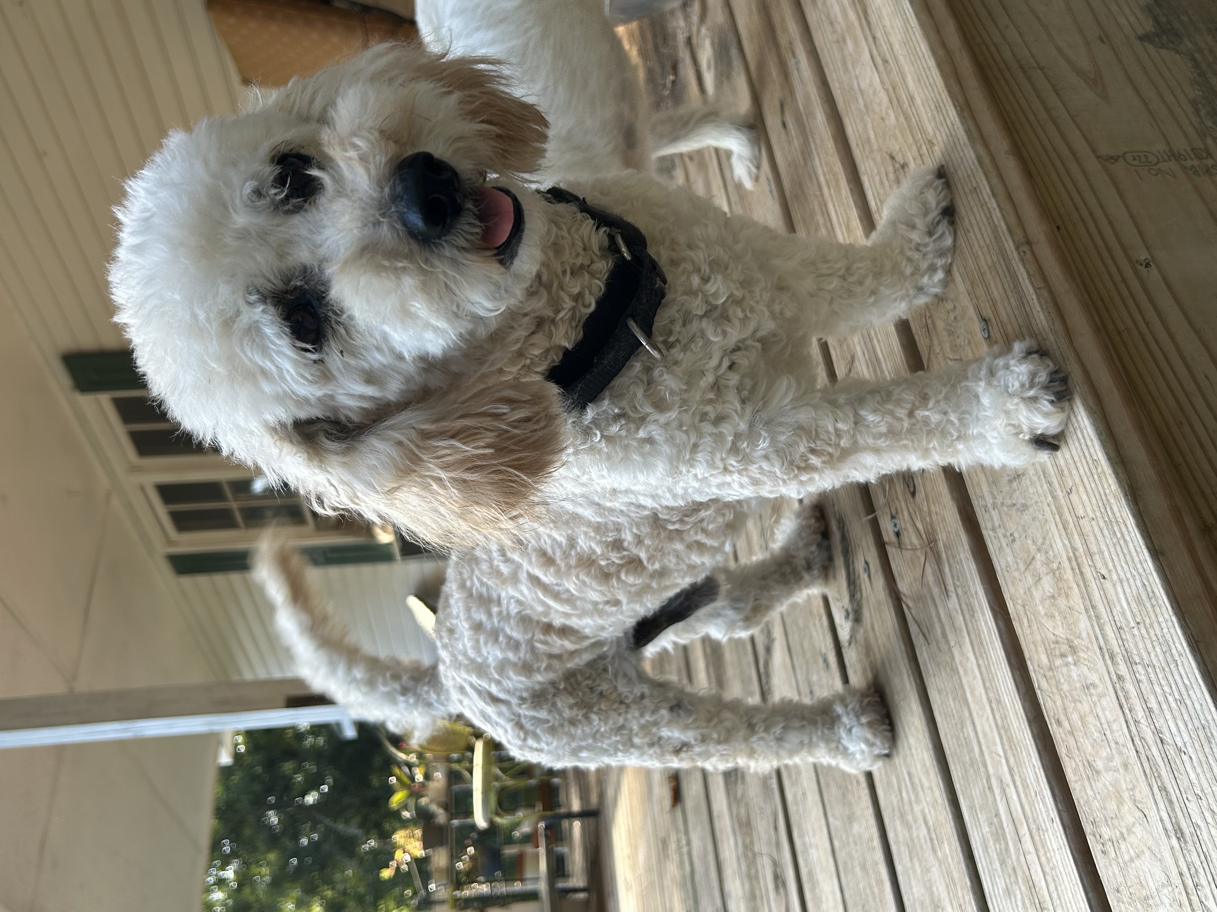Enlarge Noodle, an adoptable mixed breed in Woodstock, GA image 1/3