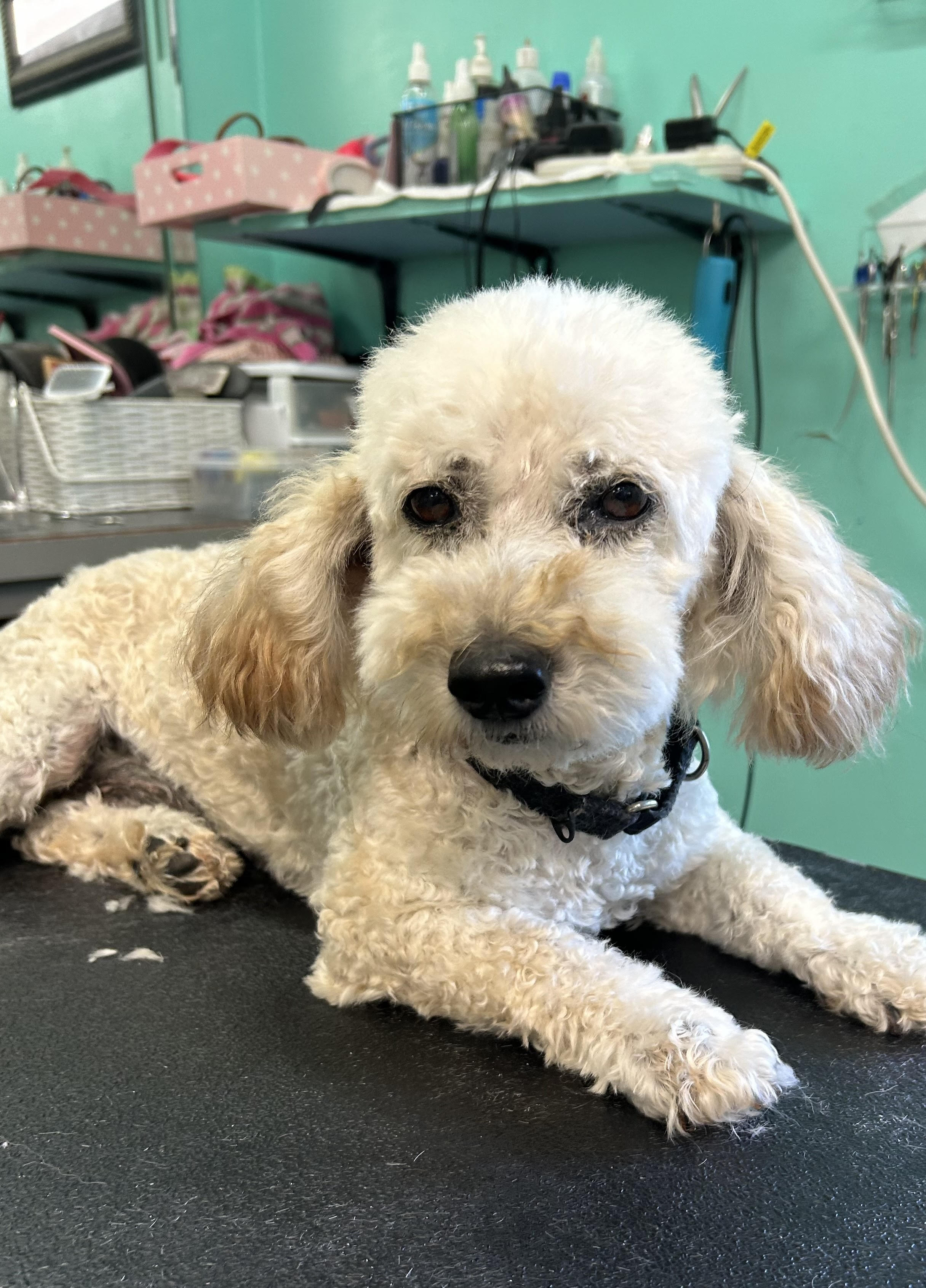 Enlarge Noodle, an adoptable mixed breed in Woodstock, GA image 2/3