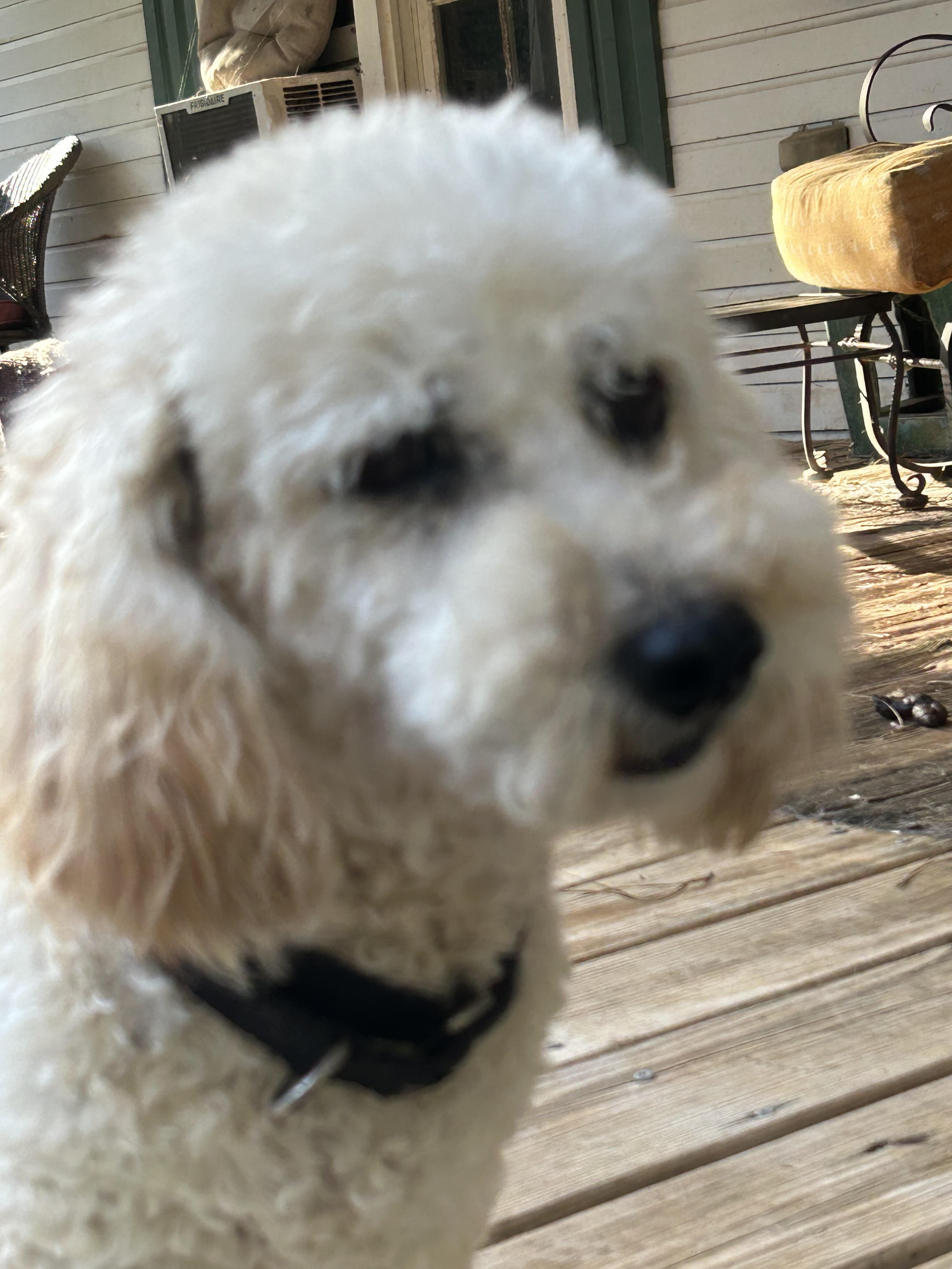 Enlarge Noodle, an adoptable mixed breed in Woodstock, GA image 3/3