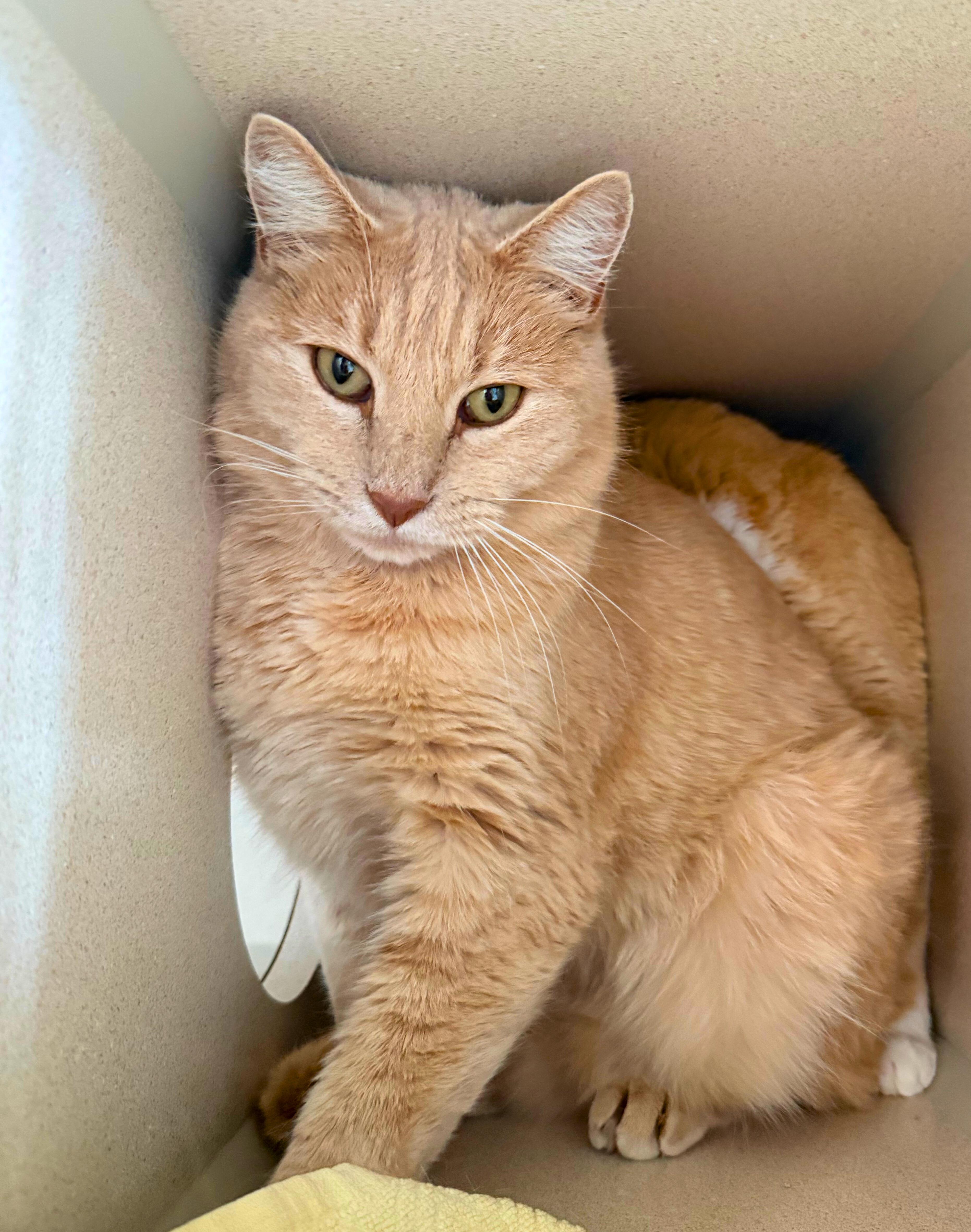 Enlarge Baby&Blondie, a Adoptable Domestic Short Hair in Ridgway, CO image 1/3