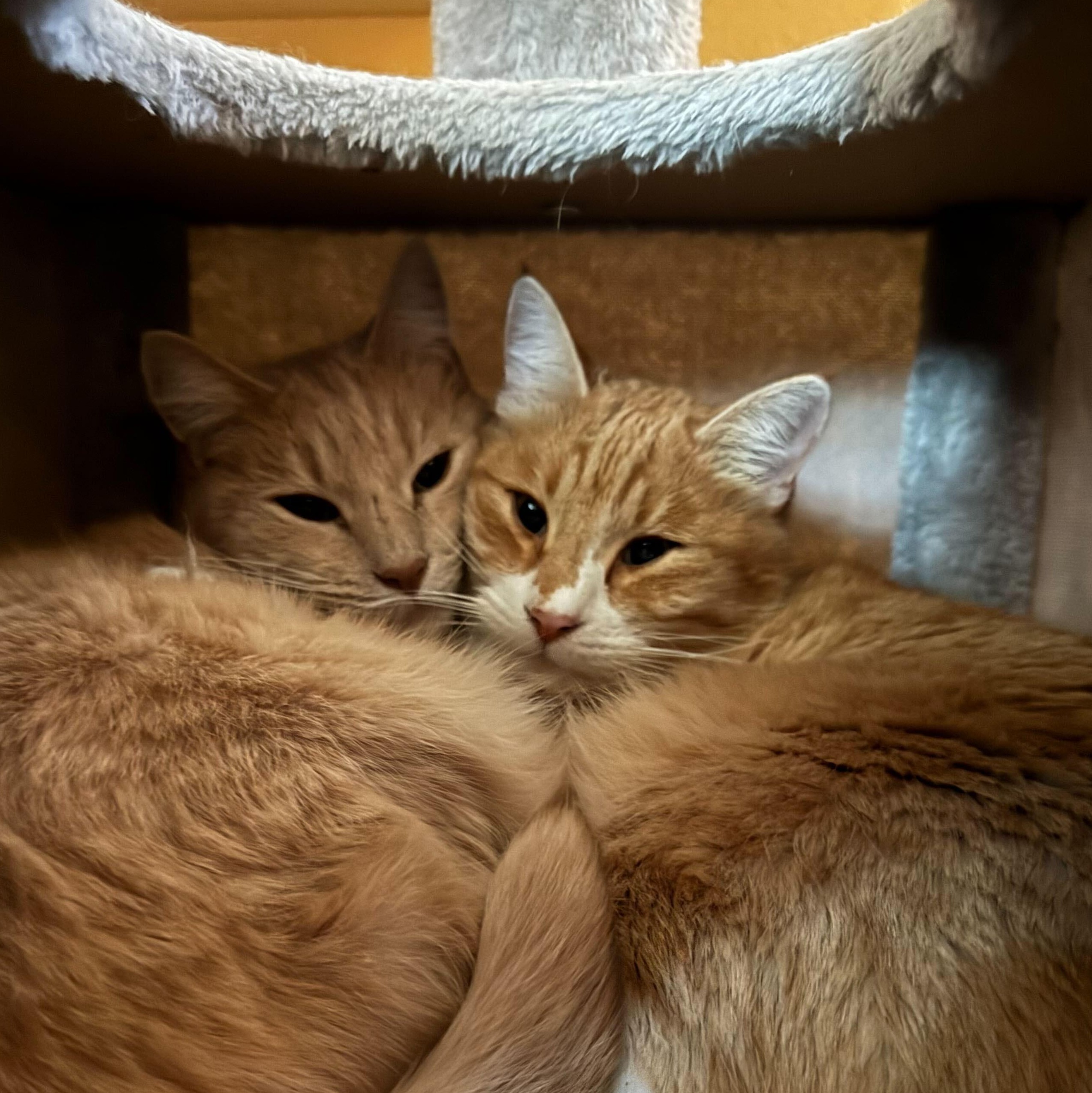 Enlarge Baby&Blondie, a Adoptable Domestic Short Hair in Ridgway, CO image 2/3