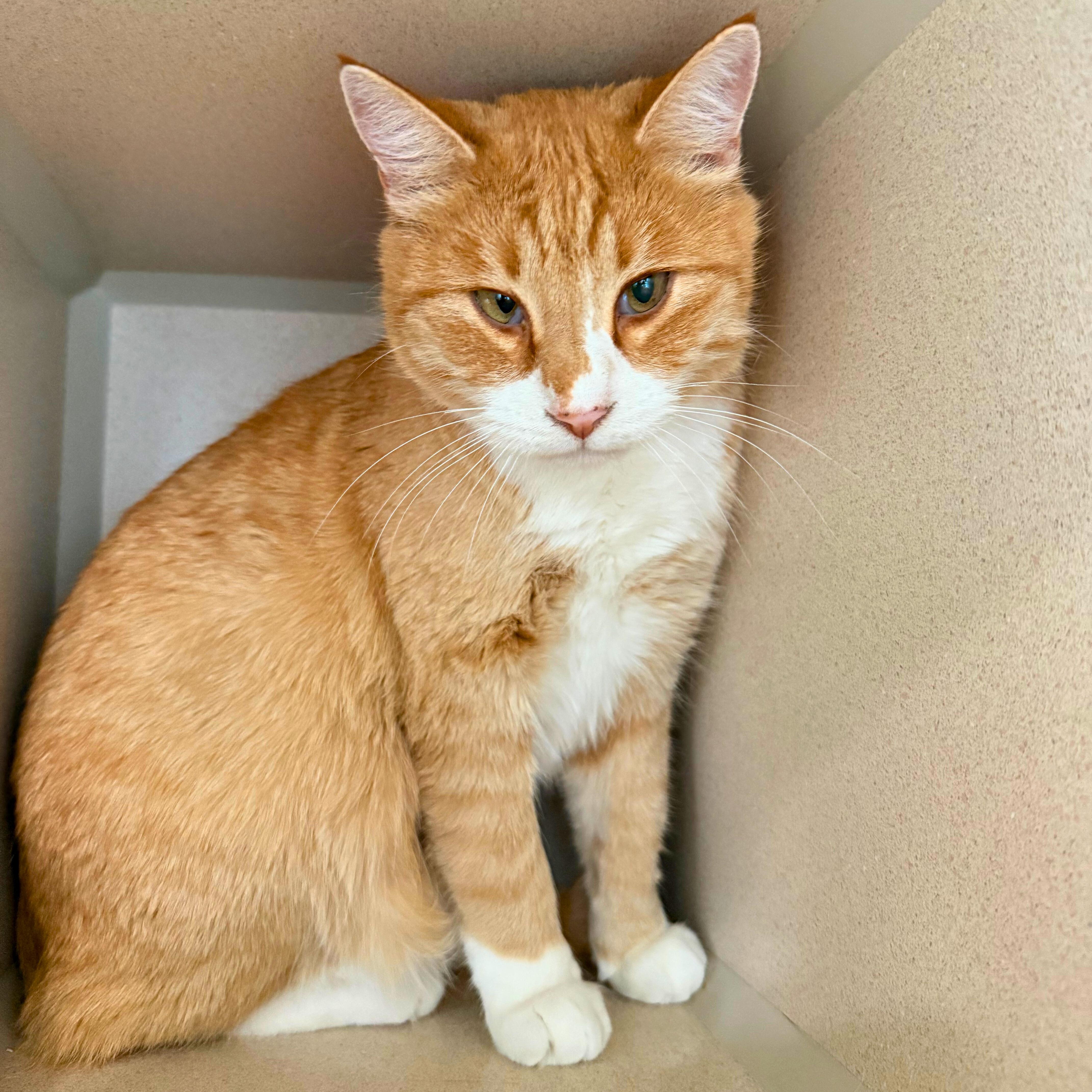Enlarge Baby&Blondie, a Adoptable Domestic Short Hair in Ridgway, CO image 3/3