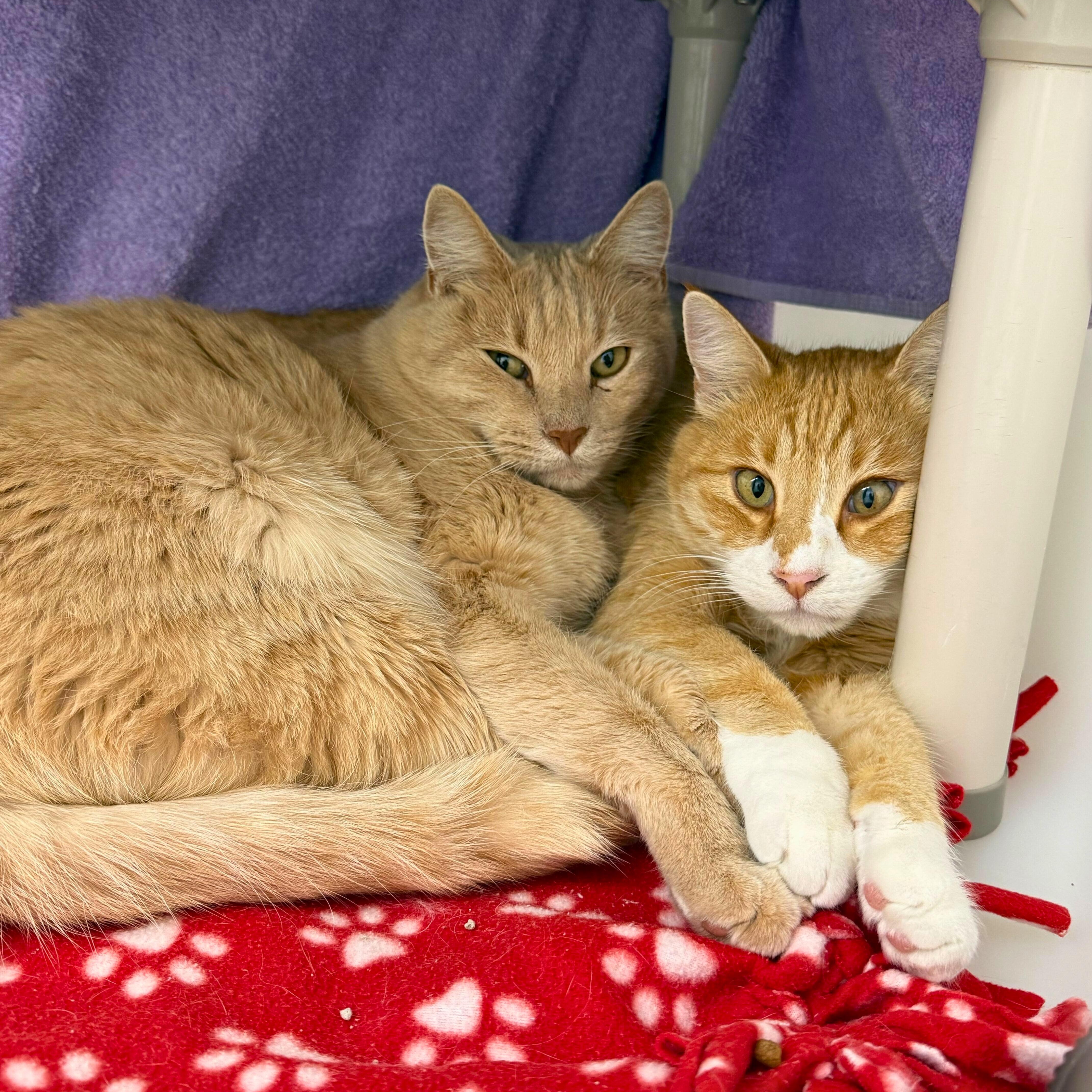 Baby&Blondie, Adoptable, Adult Male Domestic Short Hair.