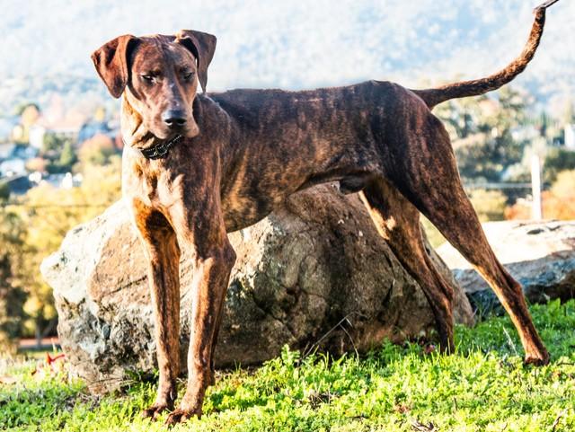 Boomer, a Adoptable mixed breed in San Andreas, CA image 1/3