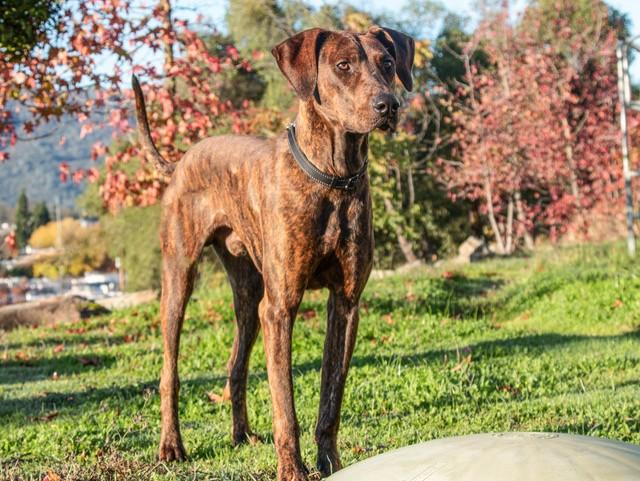 Boomer, a Adoptable mixed breed in San Andreas, CA image 2/3