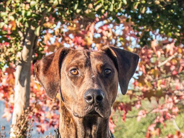 Boomer, a Adoptable mixed breed in San Andreas, CA image 3/3