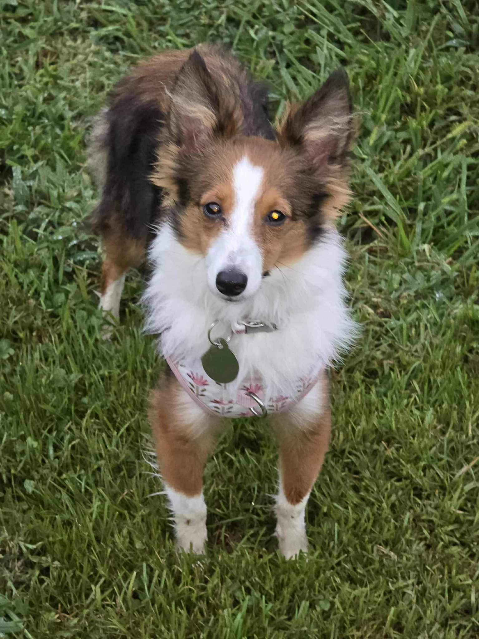 Freya, adopted, Puppy Female Shetland Sheepdog / Sheltie.