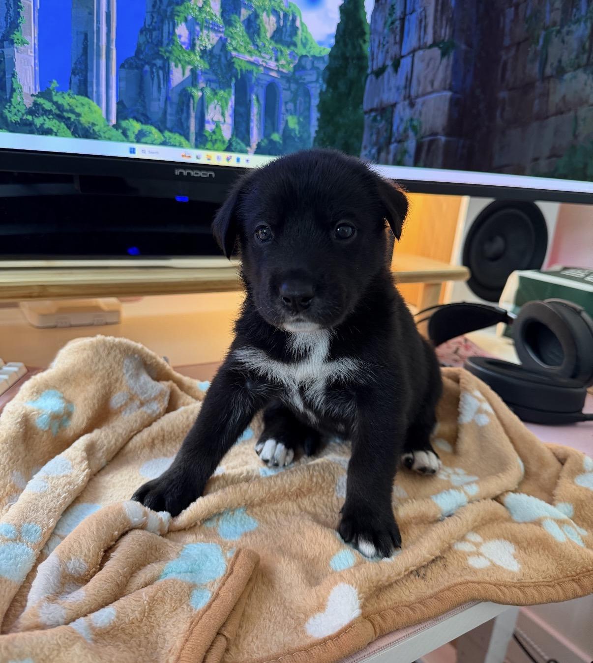 Enlarge Aqua , a ADOPTABLE mixed breed in Tarzana, CA image 1/4