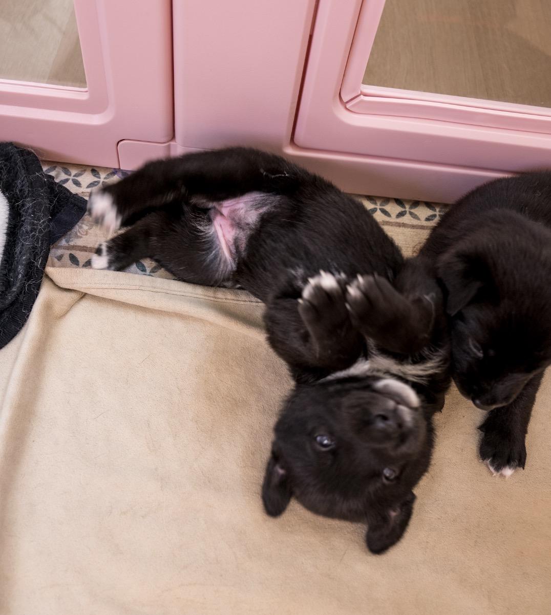 Enlarge Aqua , a ADOPTABLE mixed breed in Tarzana, CA image 3/4