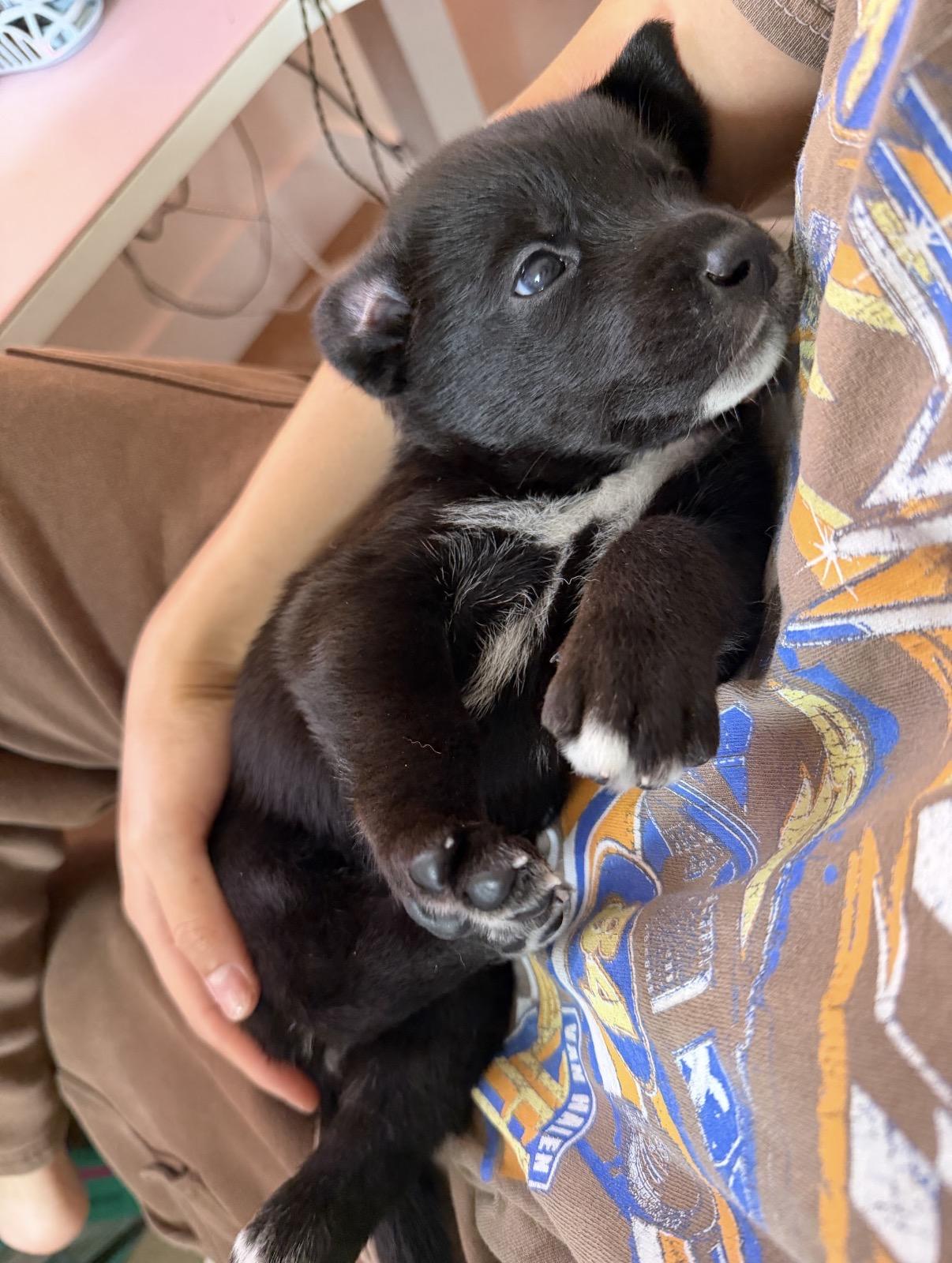 Enlarge Aqua , a ADOPTABLE mixed breed in Tarzana, CA image 2/4