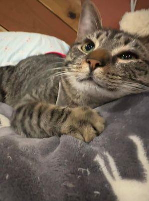 Enlarge Naomi, a Adoptable mixed breed in Marion, NC image 2/3