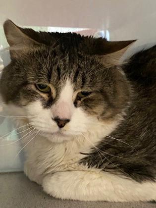 Enlarge Smokey, an adopted Domestic Short Hair in Lewiston, ME image 1/1