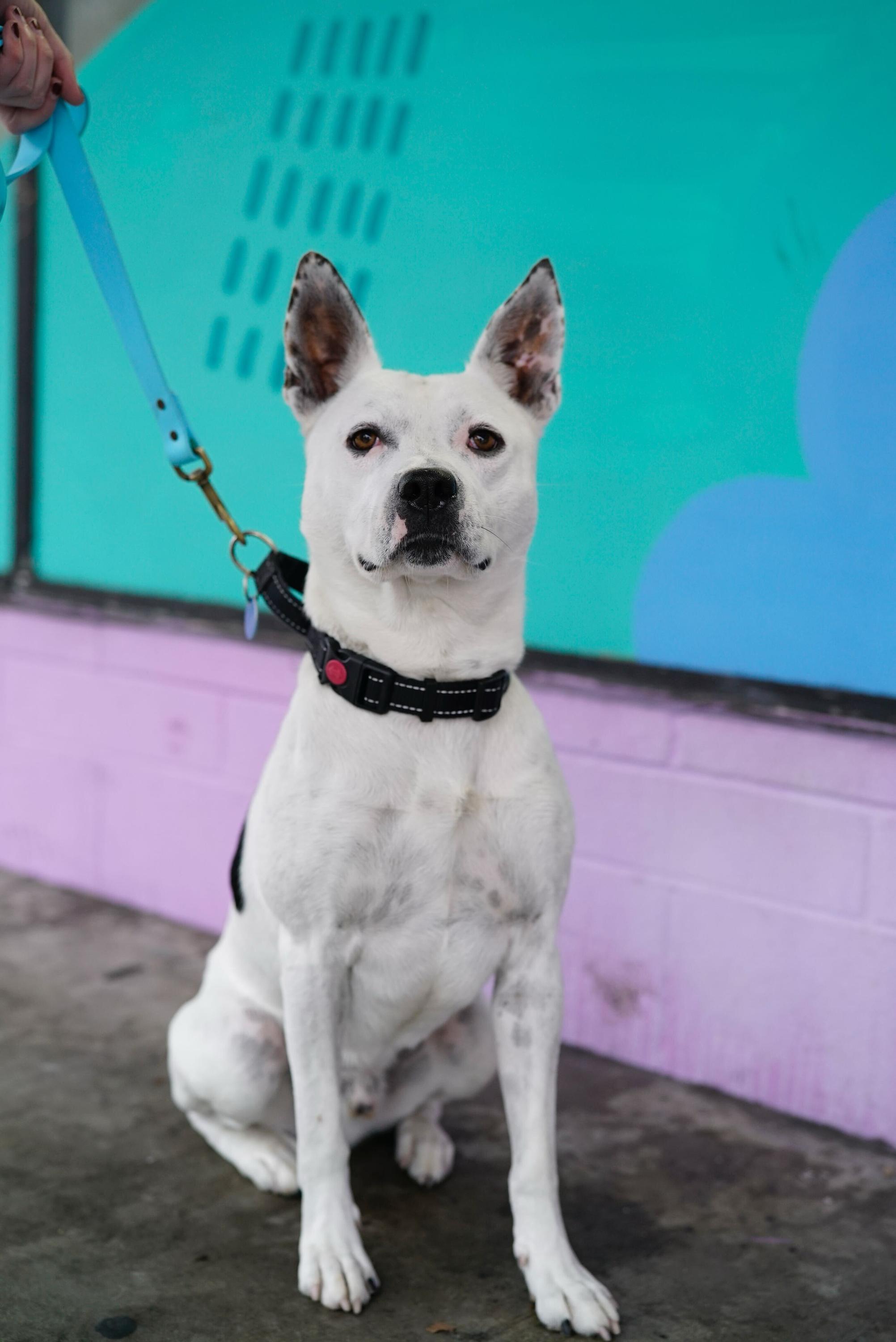 Enlarge Andrew, a Adoptable mixed breed in Pasadena, CA image 3/6