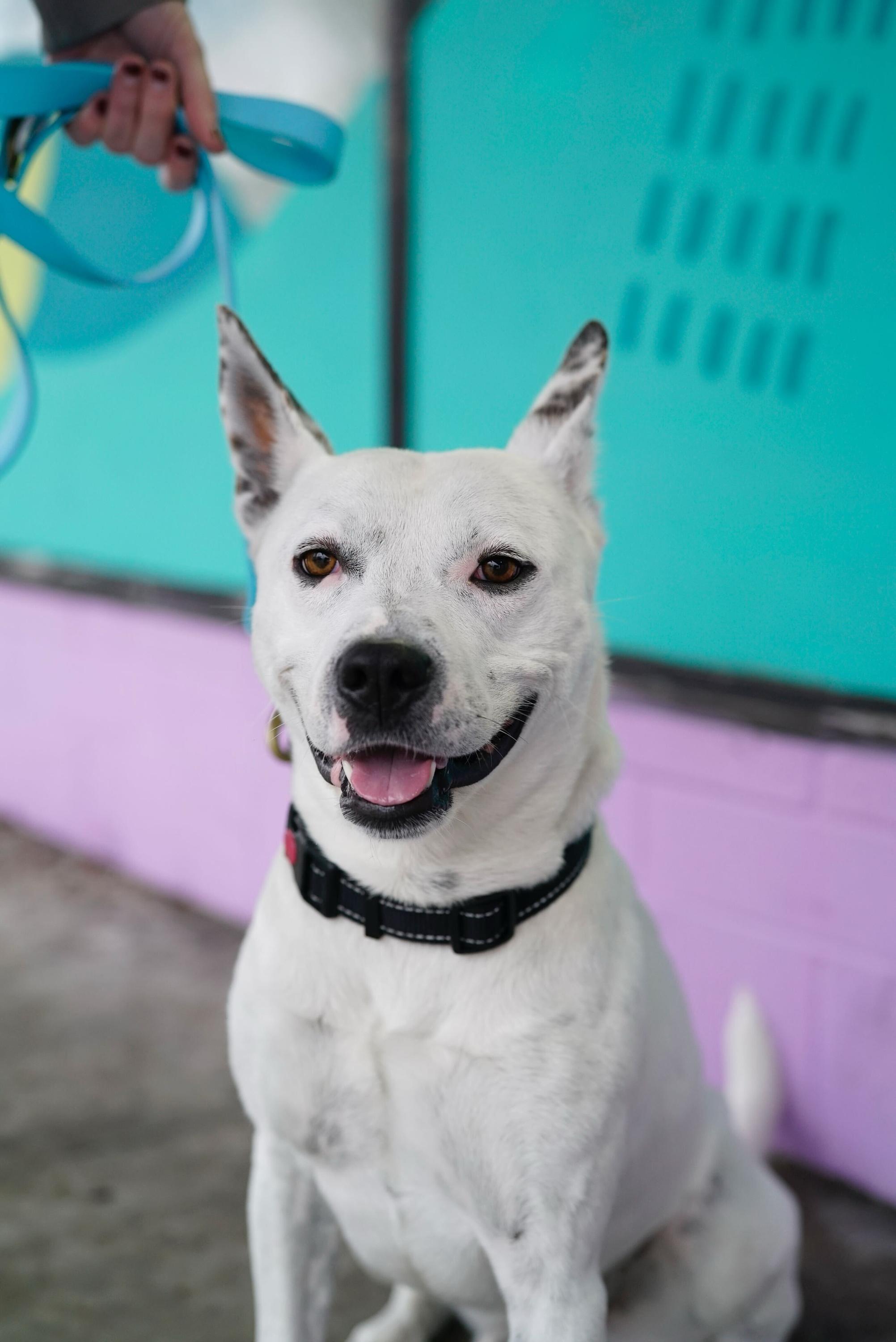 Andrew, Adoptable, Adult Male Australian Cattle Dog / Blue Heeler & American Staffordshire Terrier.