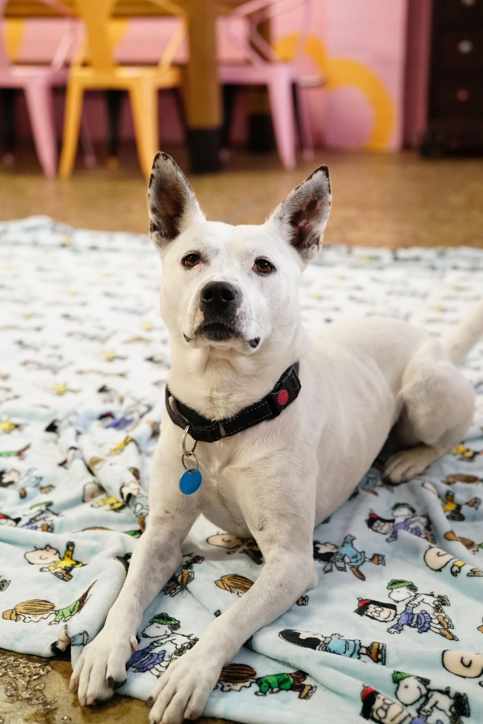 Enlarge Andrew, a Adoptable mixed breed in Pasadena, CA image 5/6