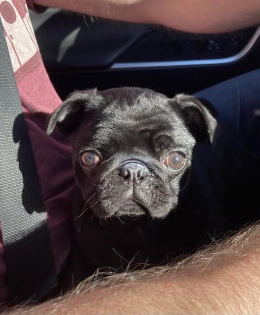 Milchick, a Adopted Pug in Tonawanda, NY image 1/3
