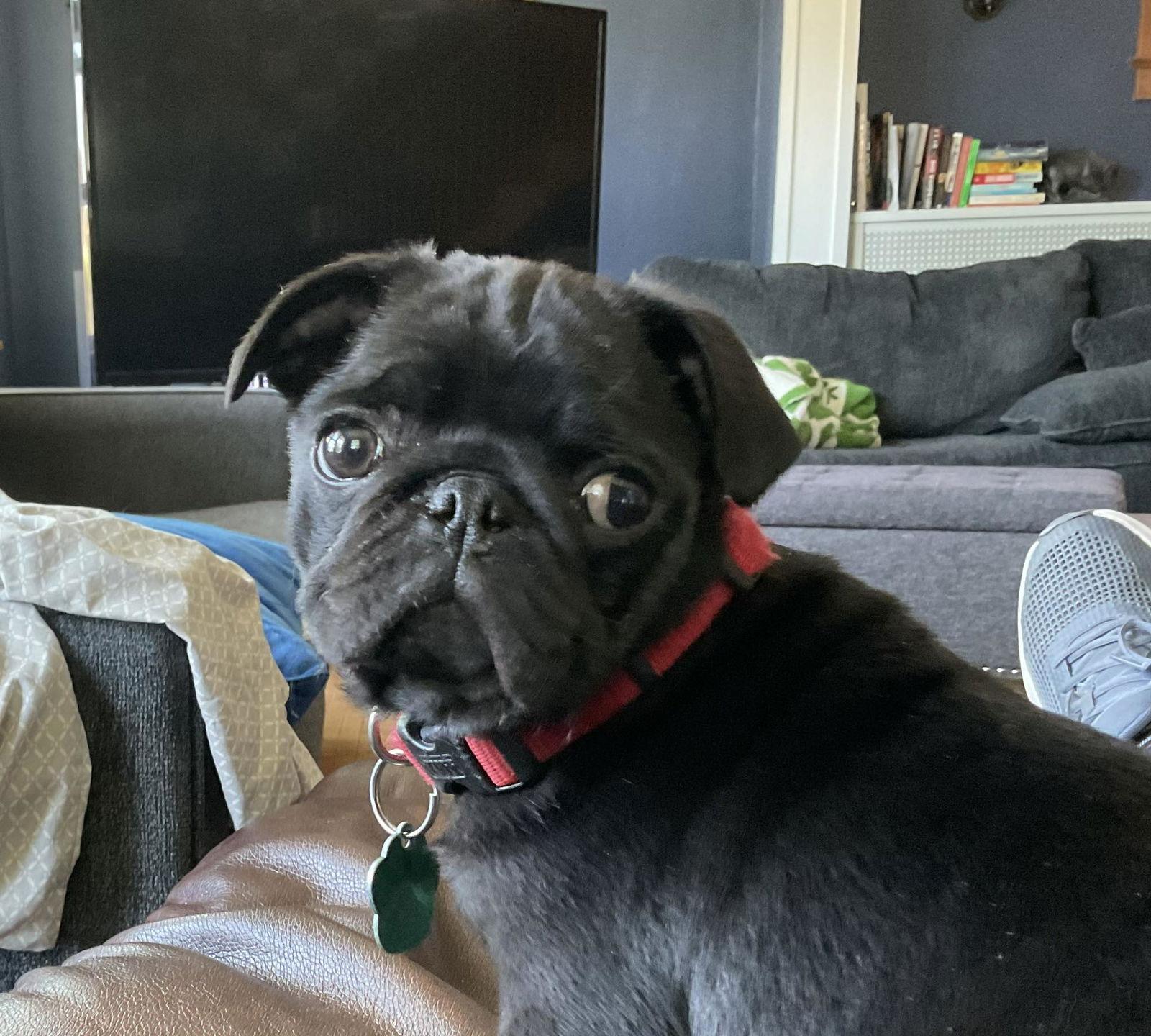 Milchick, a Adopted Pug in Tonawanda, NY image 2/3