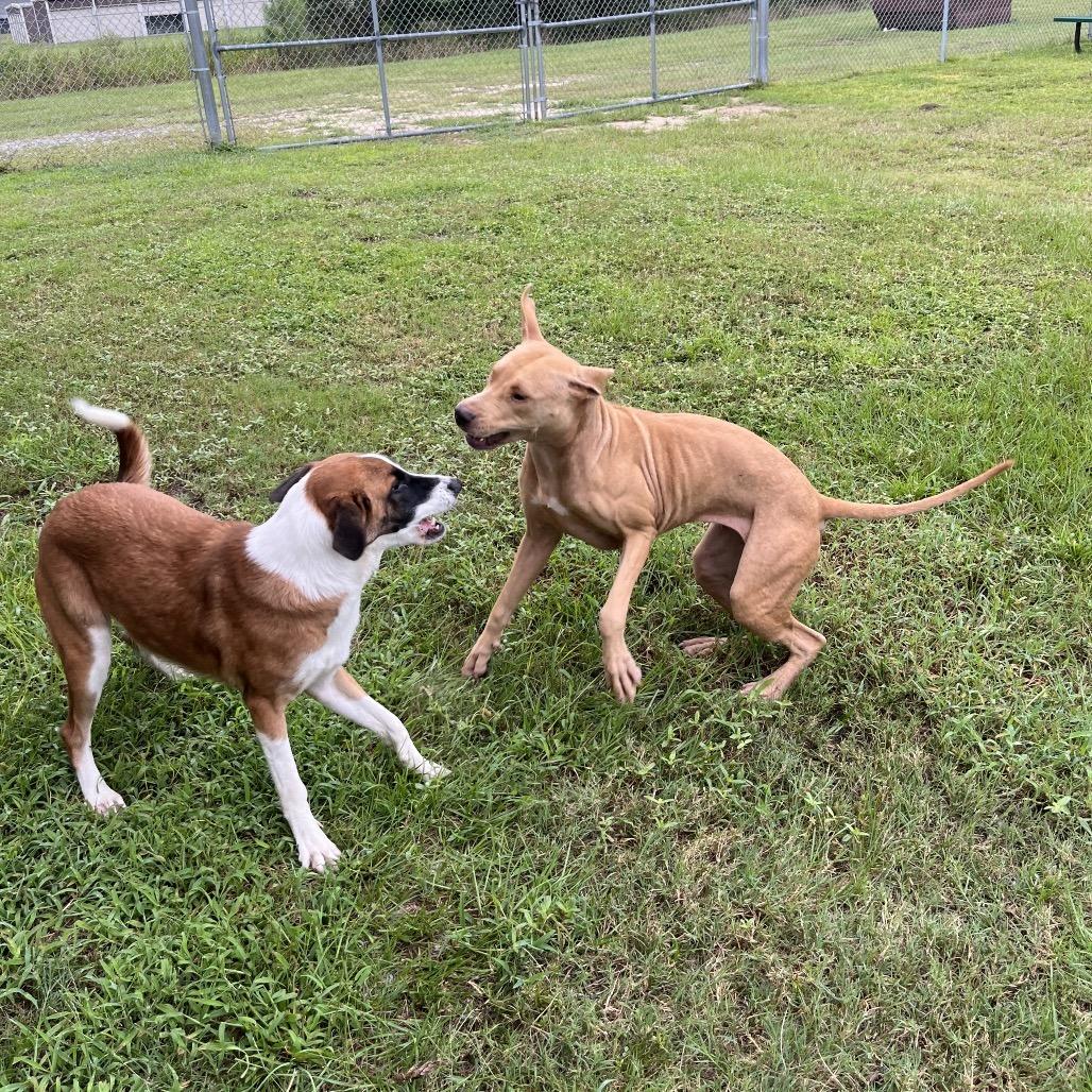 Claire, Adoptable, Young Female Mixed Breed.