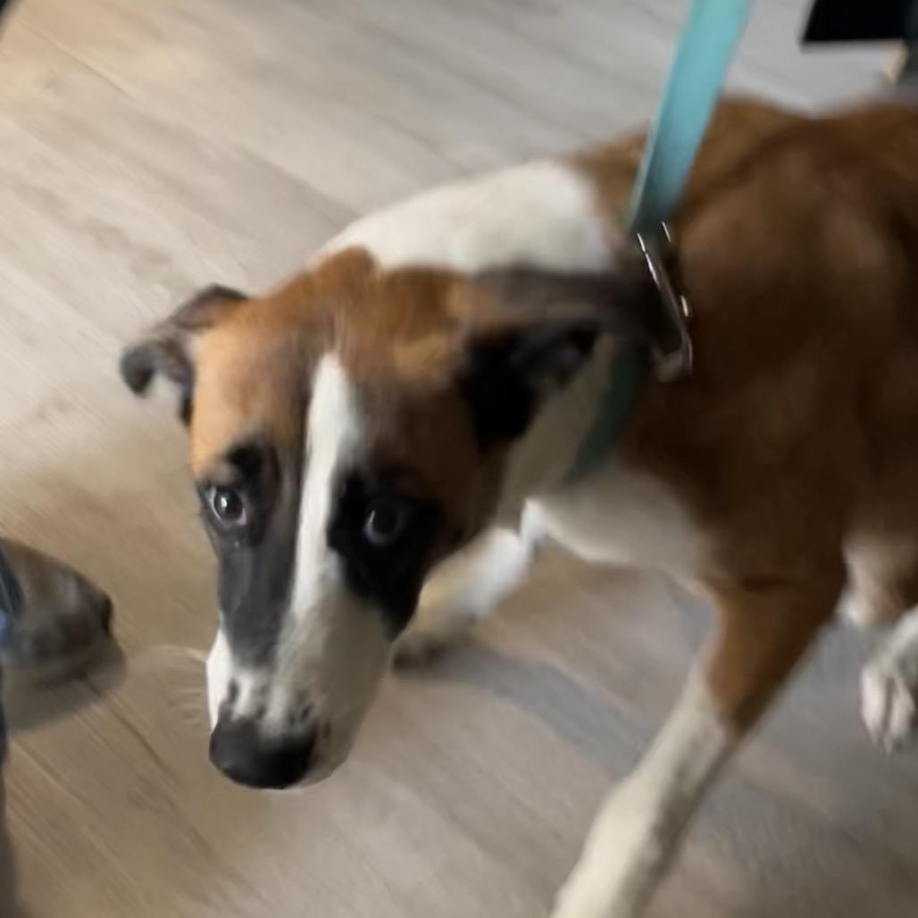 Enlarge Claire, a Adoptable Mixed Breed in Richmond Hill, GA image 4/5