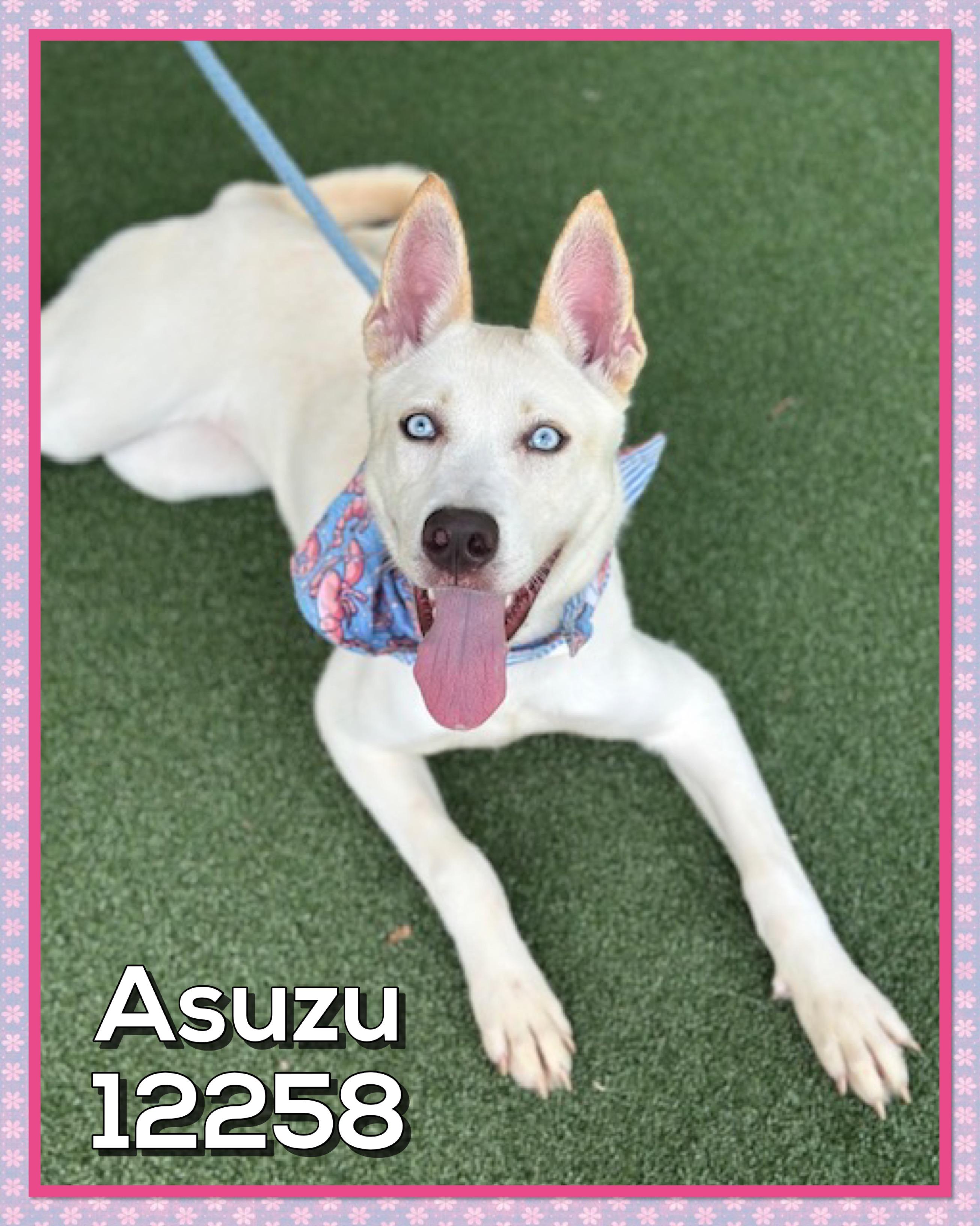 ASUZU